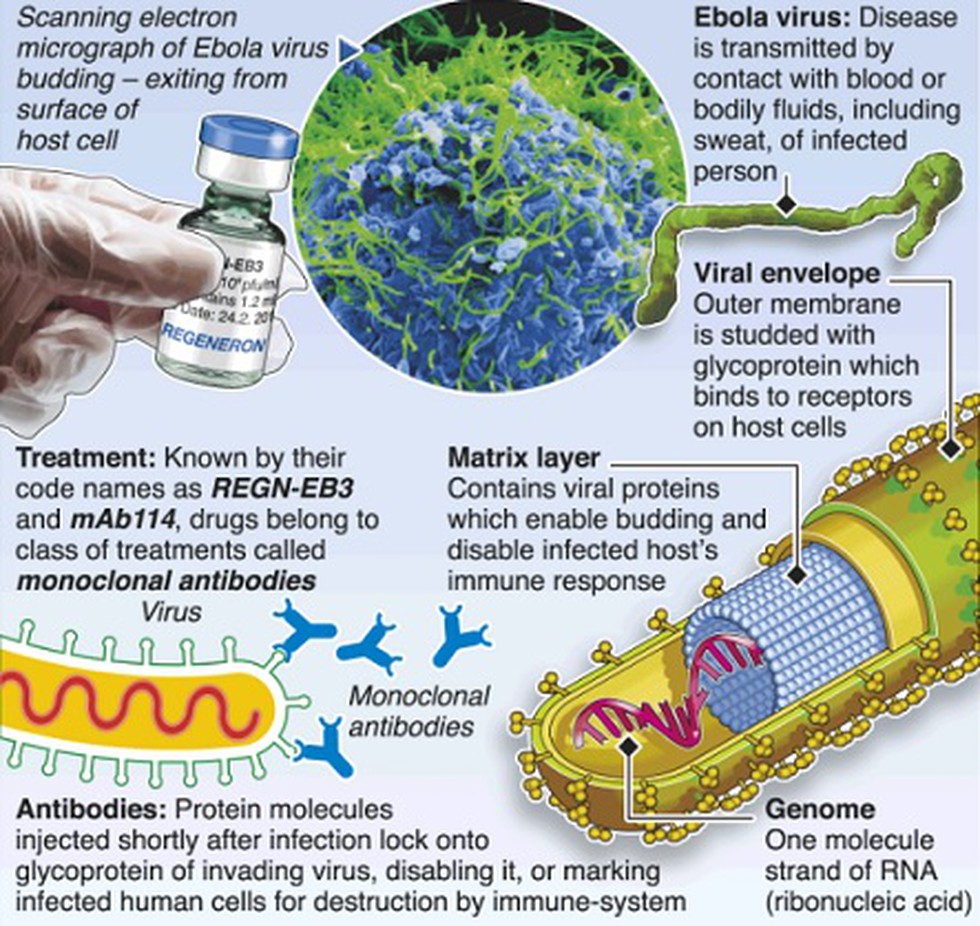 ebola